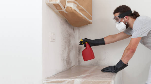 Professional Basement Mold Remediation technician working in Winter Park, FL
